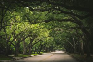Trees arch over a scenic road.