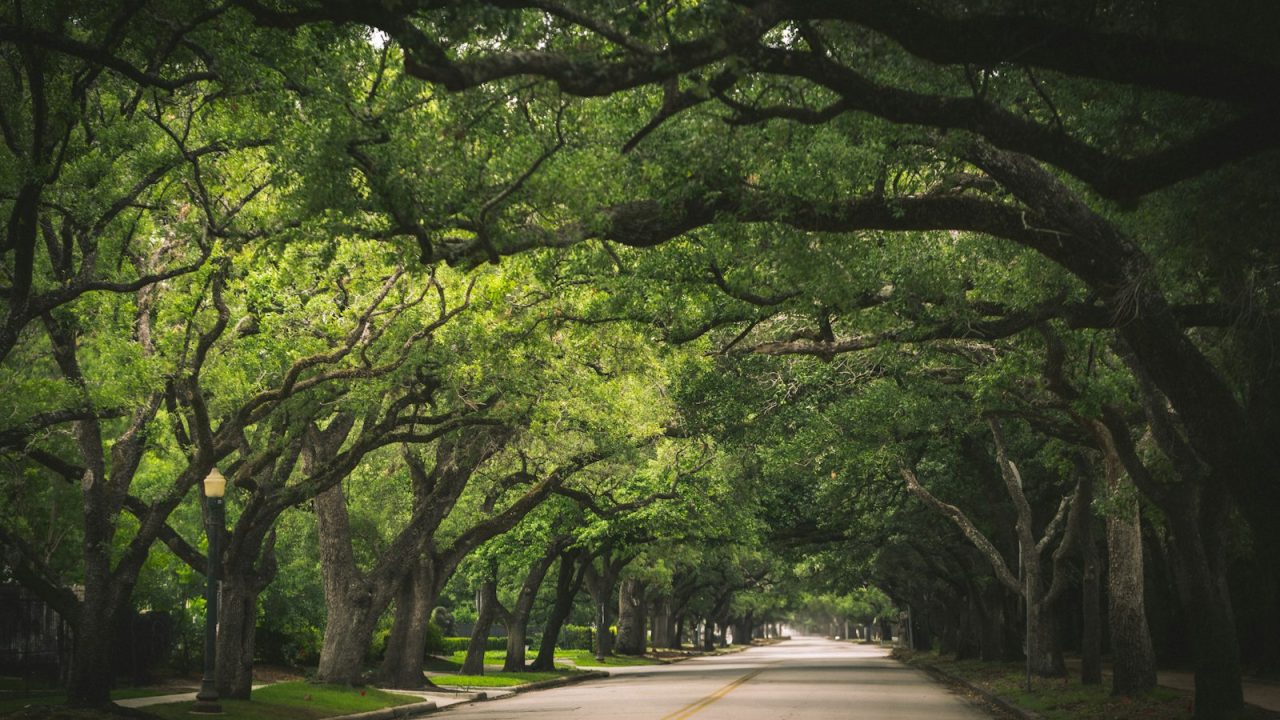 Trees arch over a scenic road.